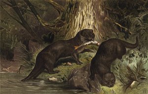 Otter by European School